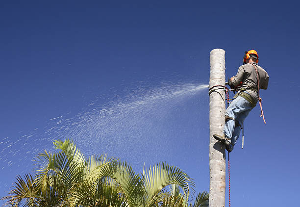 Best Root Management and Removal  in Webster Groves, MO